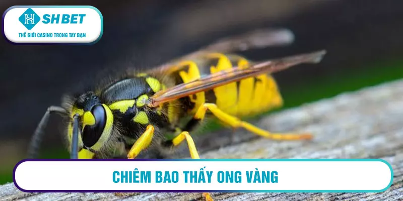 Chiêm bao thấy ong vàng