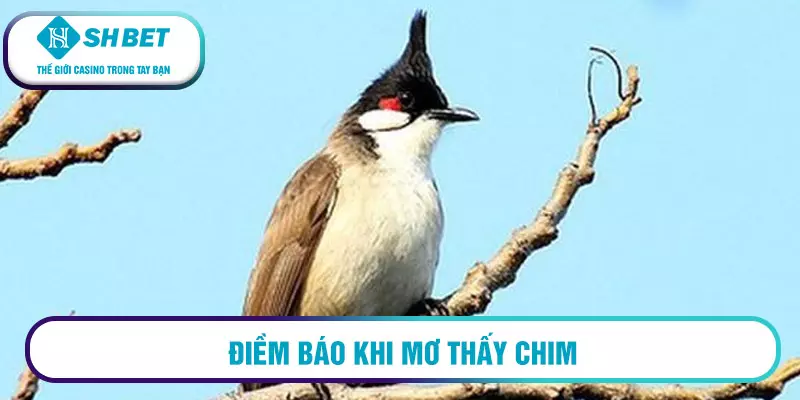 Điềm báo khi mơ thấy chim