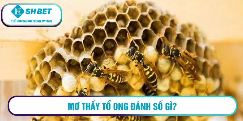 Mơ thấy tổ ong đánh số gì?